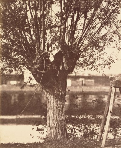 Tree by Unbekannt Unbekannt